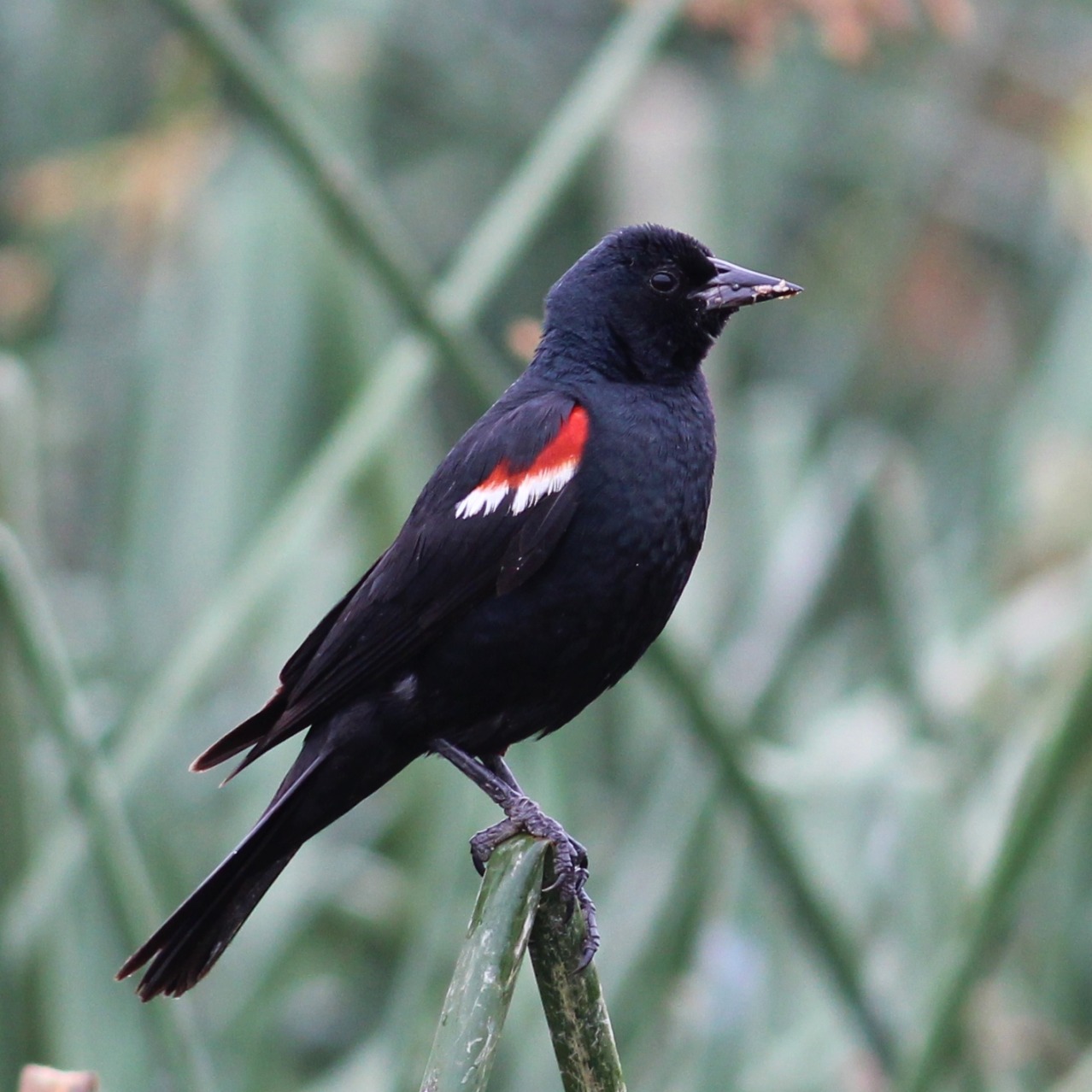 Tricolored Blackbird Department of Biology CSUSB